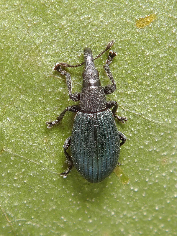 Apionidae: Perapion? S, Perapion violaceum